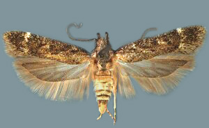 Filatima